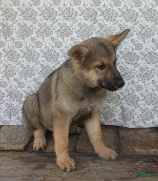 German Shepherd dogs Colleague - Ad 2