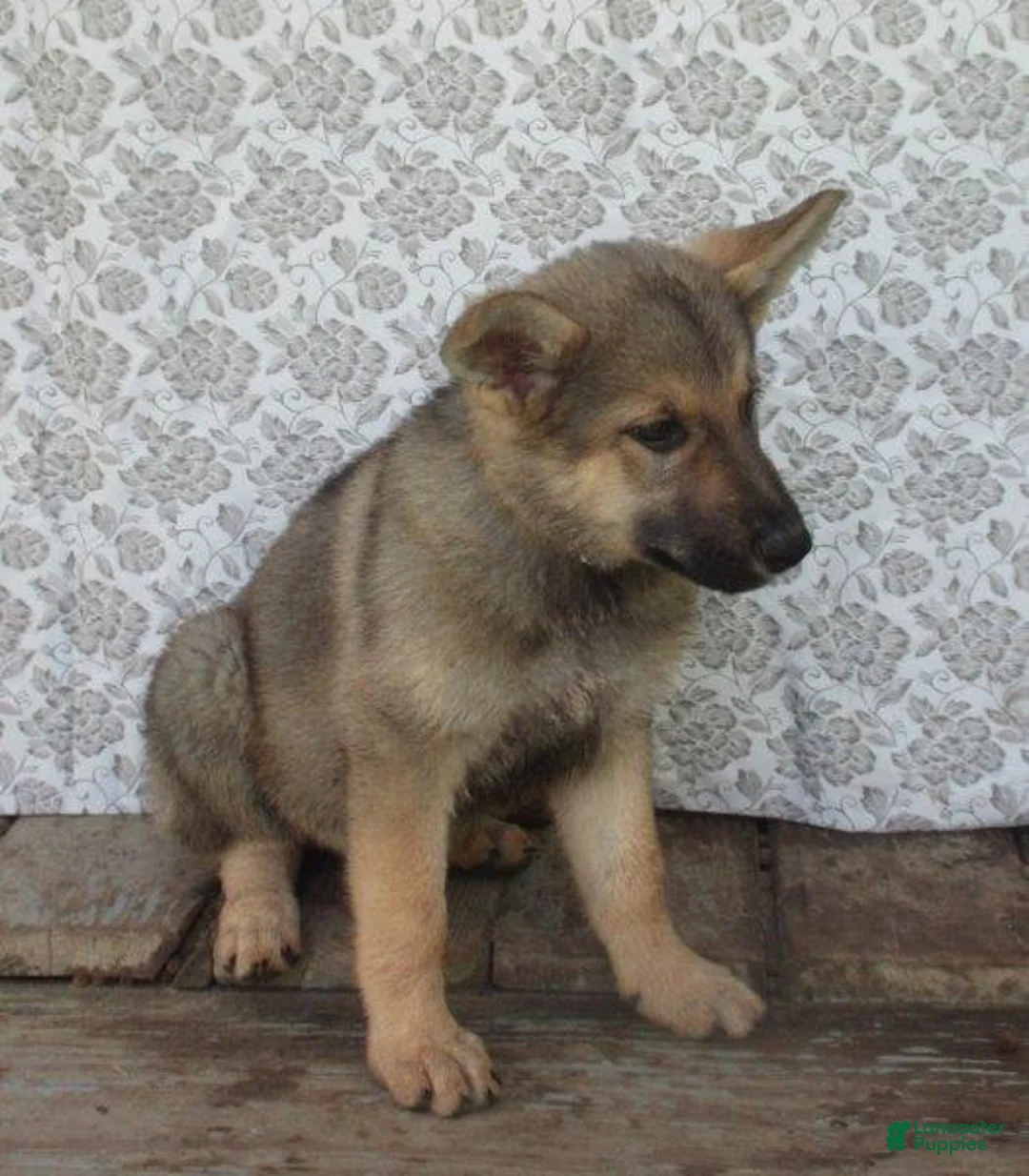 German Shepherd dogs for sale: Colleague - Ad 2