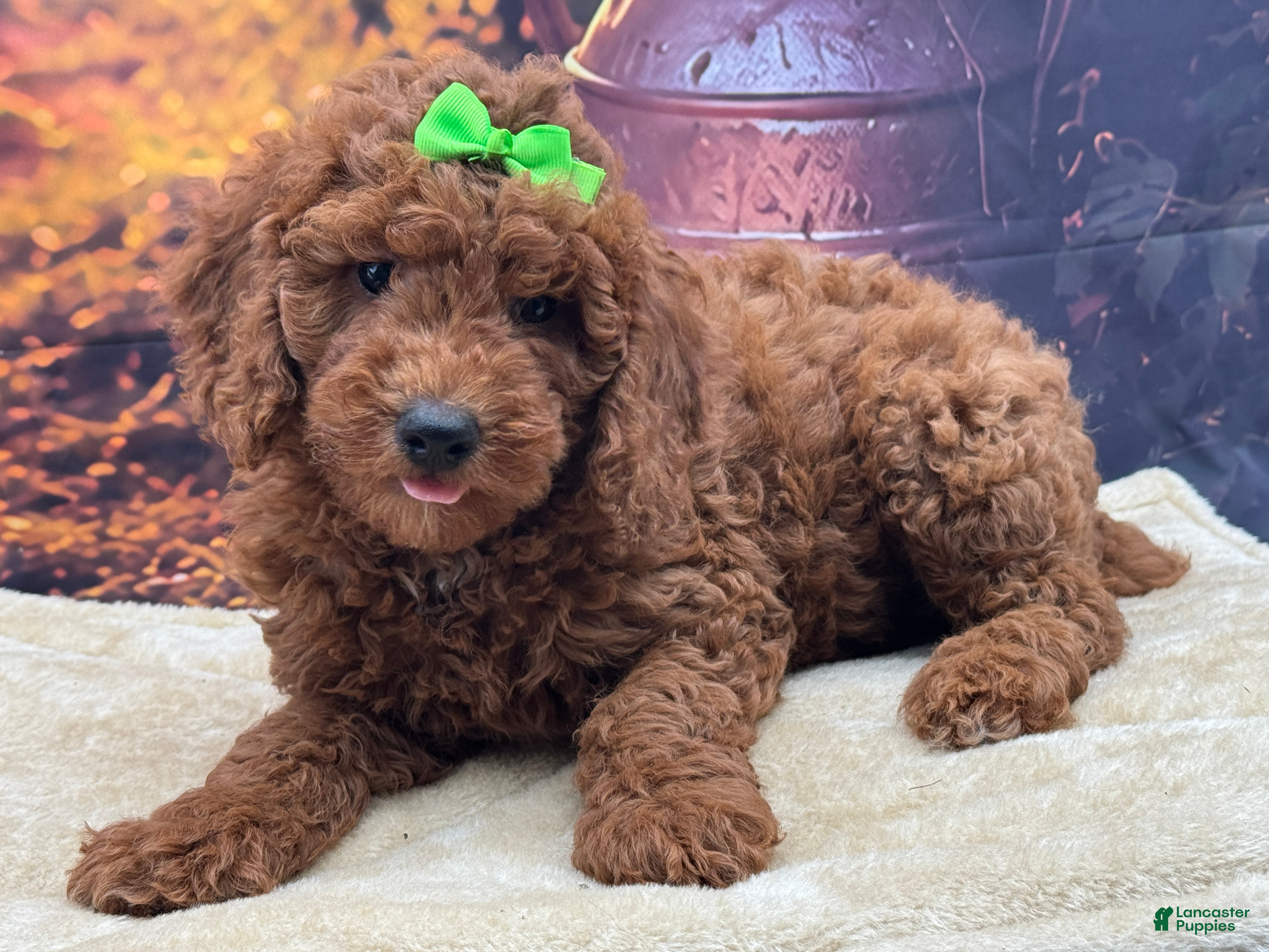 Miniature Poodle dogs Winston - Ad 2
