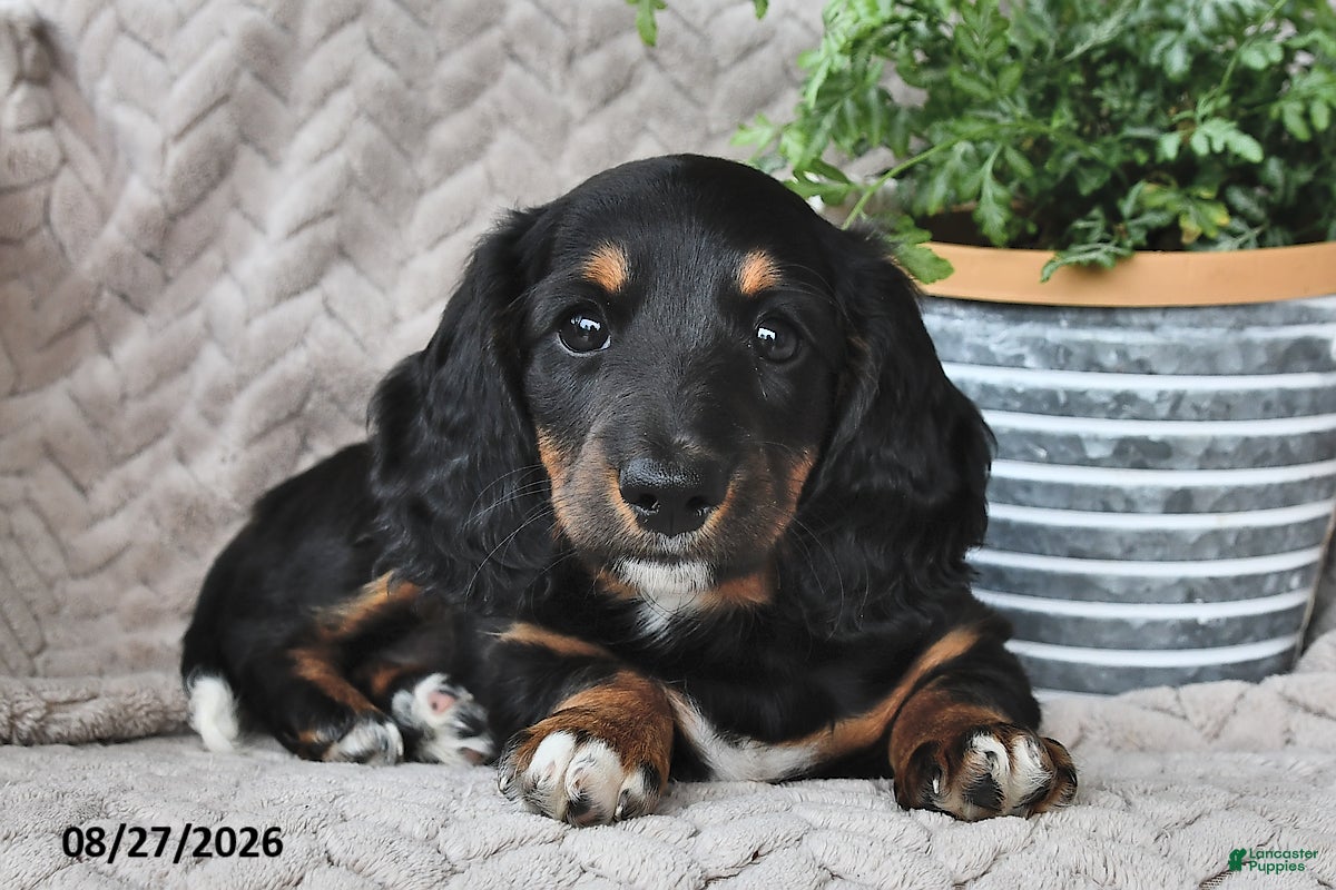 Miniature Dachshund dogs Ebony  - Ad 2