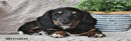 Miniature Dachshund dogs for sale: Ebony  - Ad 2