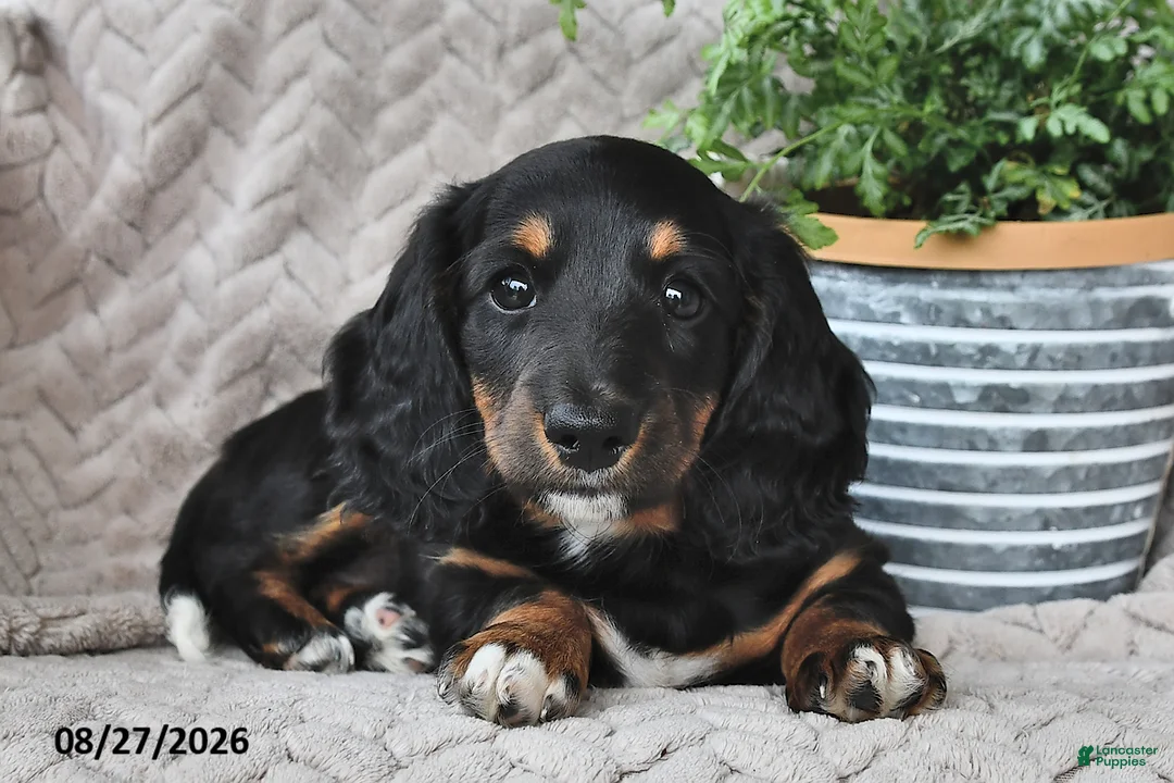 Miniature Dachshund dogs for sale: Ebony  - Ad 2