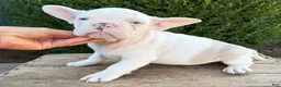 French Bulldog dogs for sale: Dallas - Ad 2