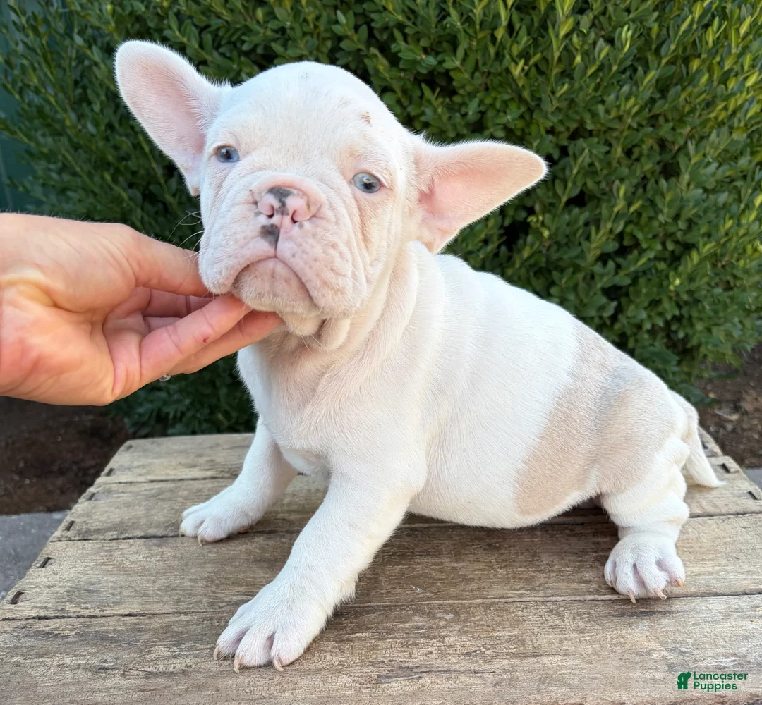 French Bulldog dogs for sale: Dallas - Ad 2