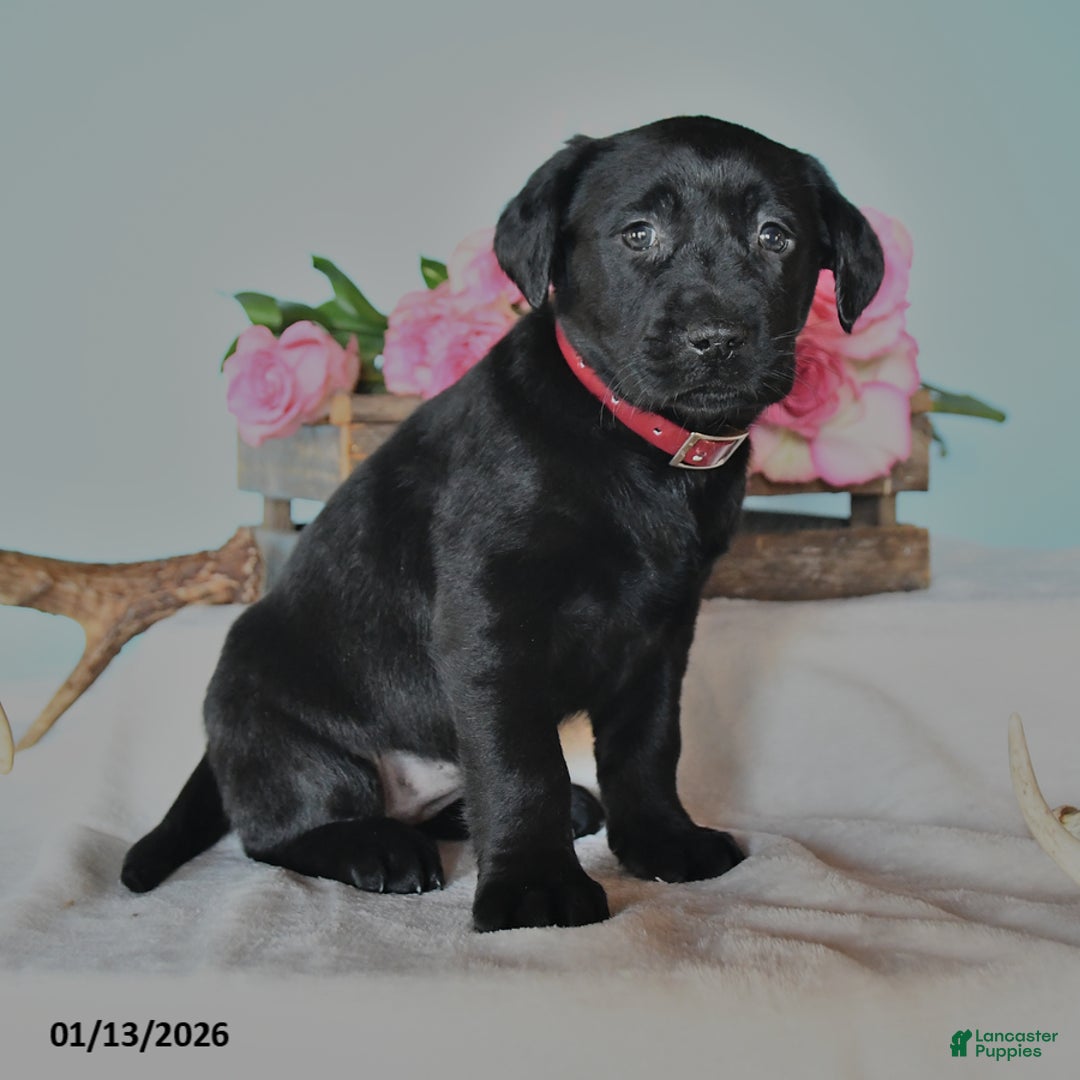Labrador Retriever dogs for sale: Ellie - Ad 2