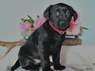 Labrador Retriever dogs Ellie - Ad 5