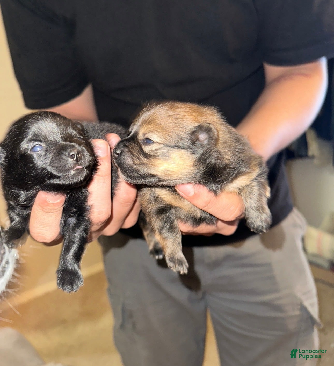 Pomeranian dogs for sale: Pomeranian Puppy 1 - Ad 1