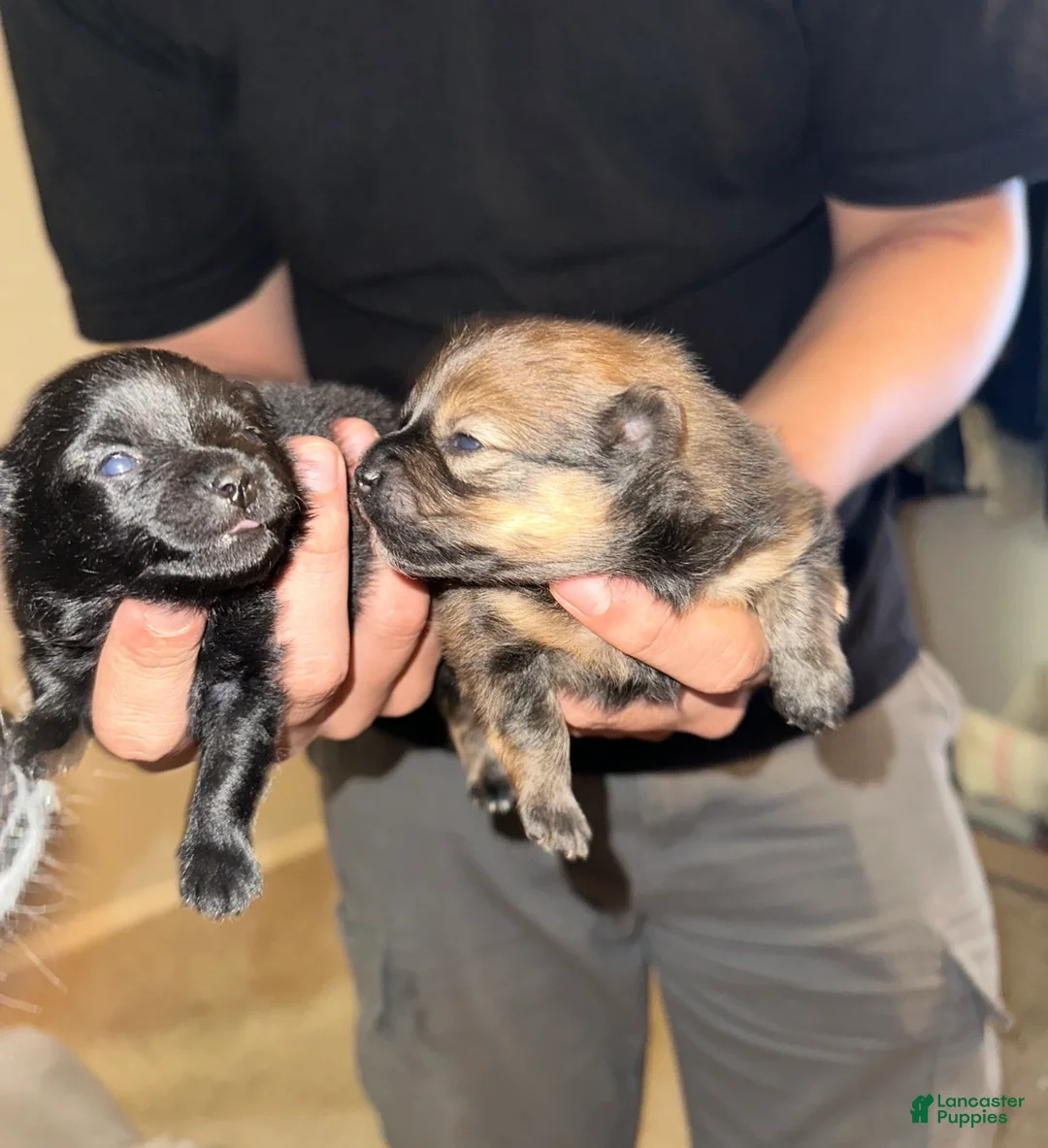 Pomeranian dogs for sale: Pomeranian Puppy 1 - Ad 1