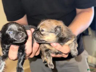 Pomeranian dogs for sale: Pomeranian Puppy 1 - Ad 1