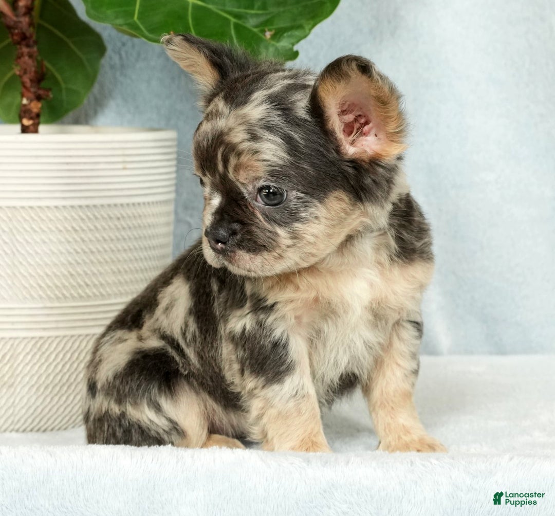 French Bulldog dogs for sale: Ashley - Ad 8