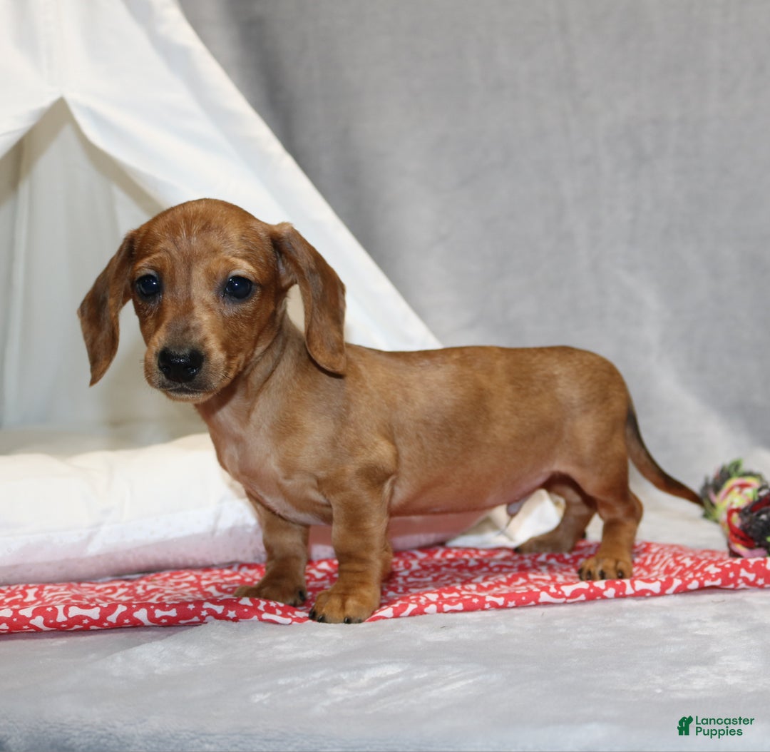 Miniature Dachshund dogs for sale: Peanut - Ad 10