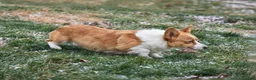 Welsh Corgi Pembroke dogs for sale:  Brusier 🐶 - Ad 21