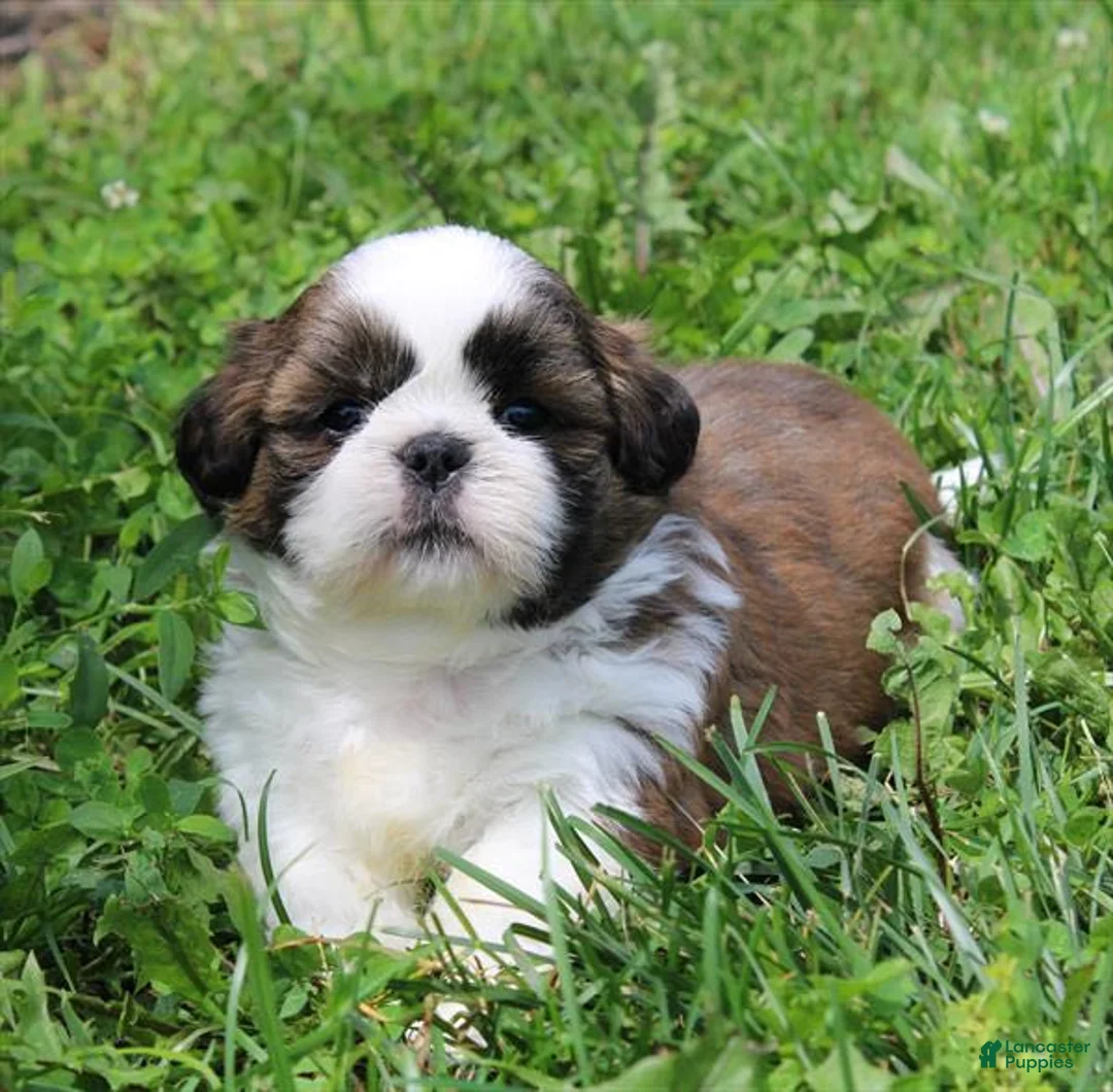 Shih Tzu dogs for sale: Cookie - Ad 1
