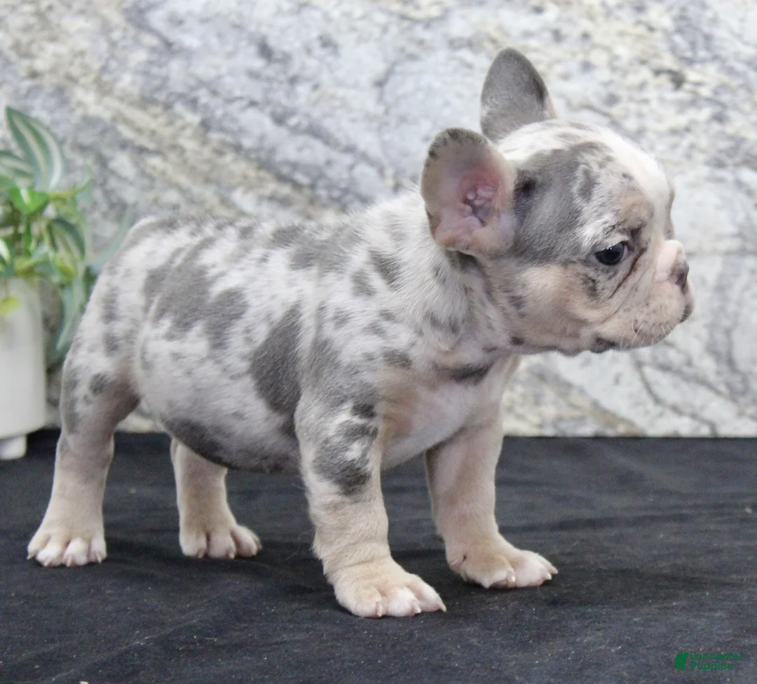 French Bulldog dogs for sale: Zach - Ad 6