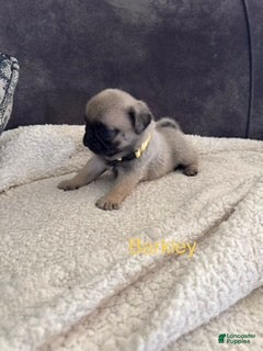 Pug dogs AKC, Barkley - Ad 2