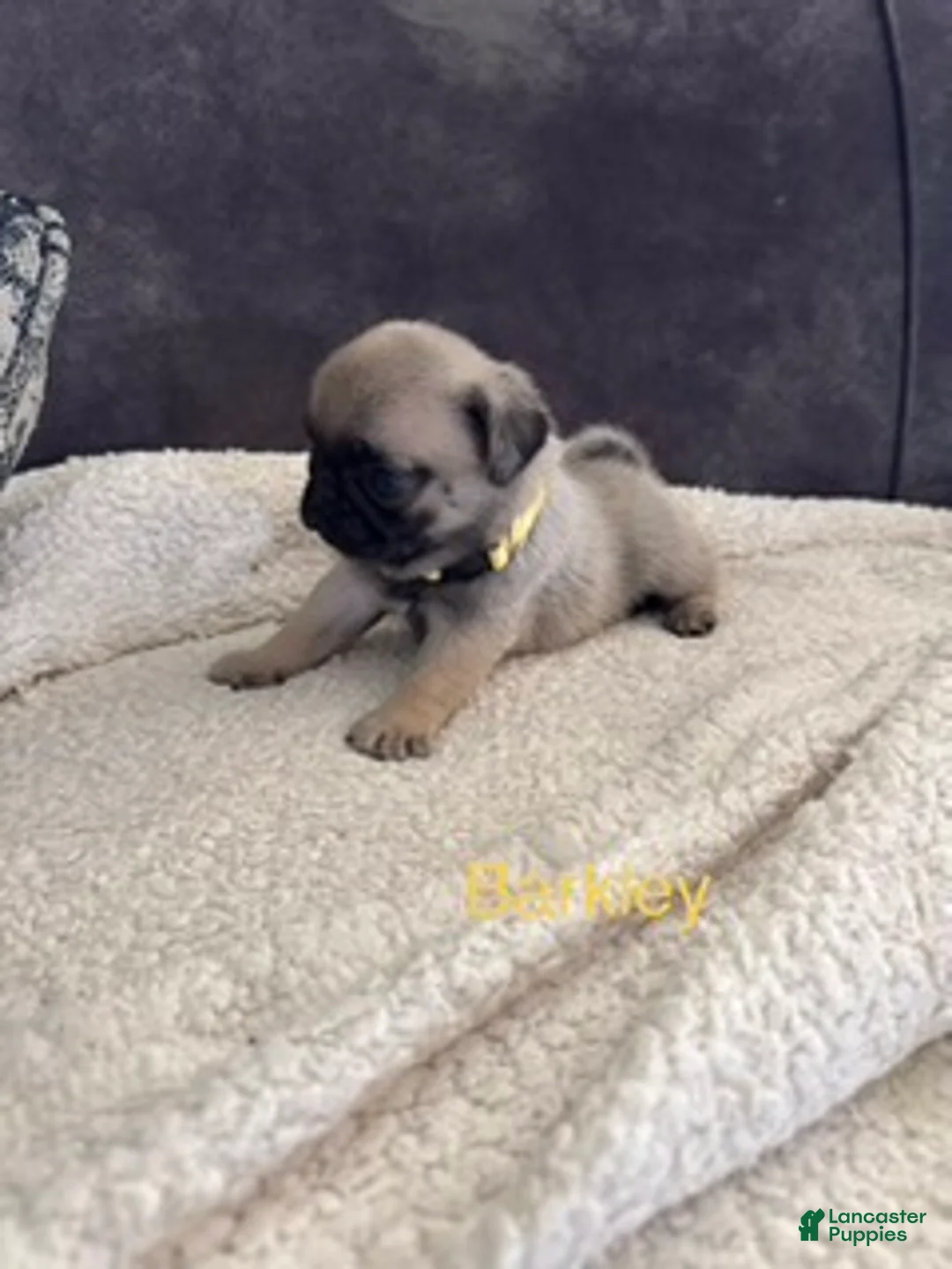 Pug dogs for sale: AKC, Barkley - Ad 2