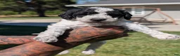 Mixed Breed dogs for sale: SALEM - Ad 4