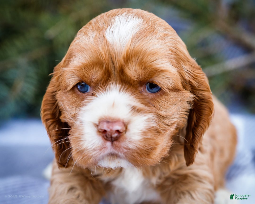 Cocker Spaniel dogs for sale: Sophie - Ad 2