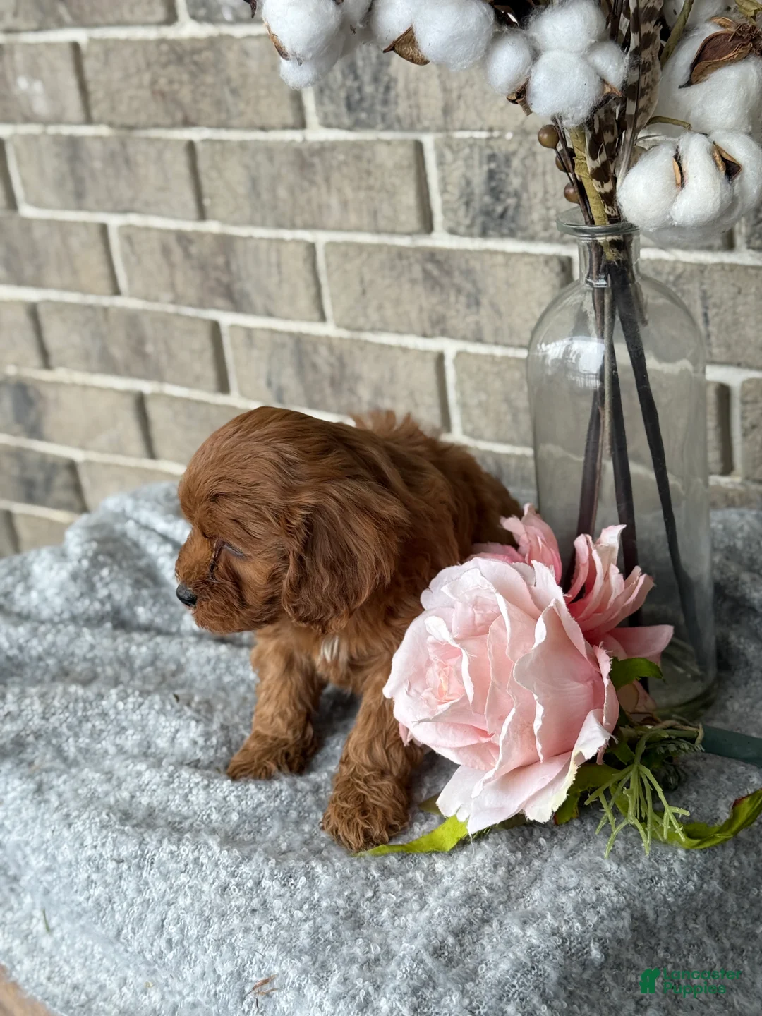 Cavapoo dogs for sale: Kiki - Ad 13