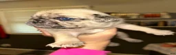 Pug dogs for sale: Pug Puppy 1 - Ad 6