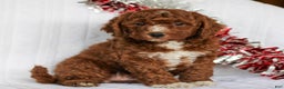 Mini Goldendoodle dogs for sale: Cinnamon  - Ad 4
