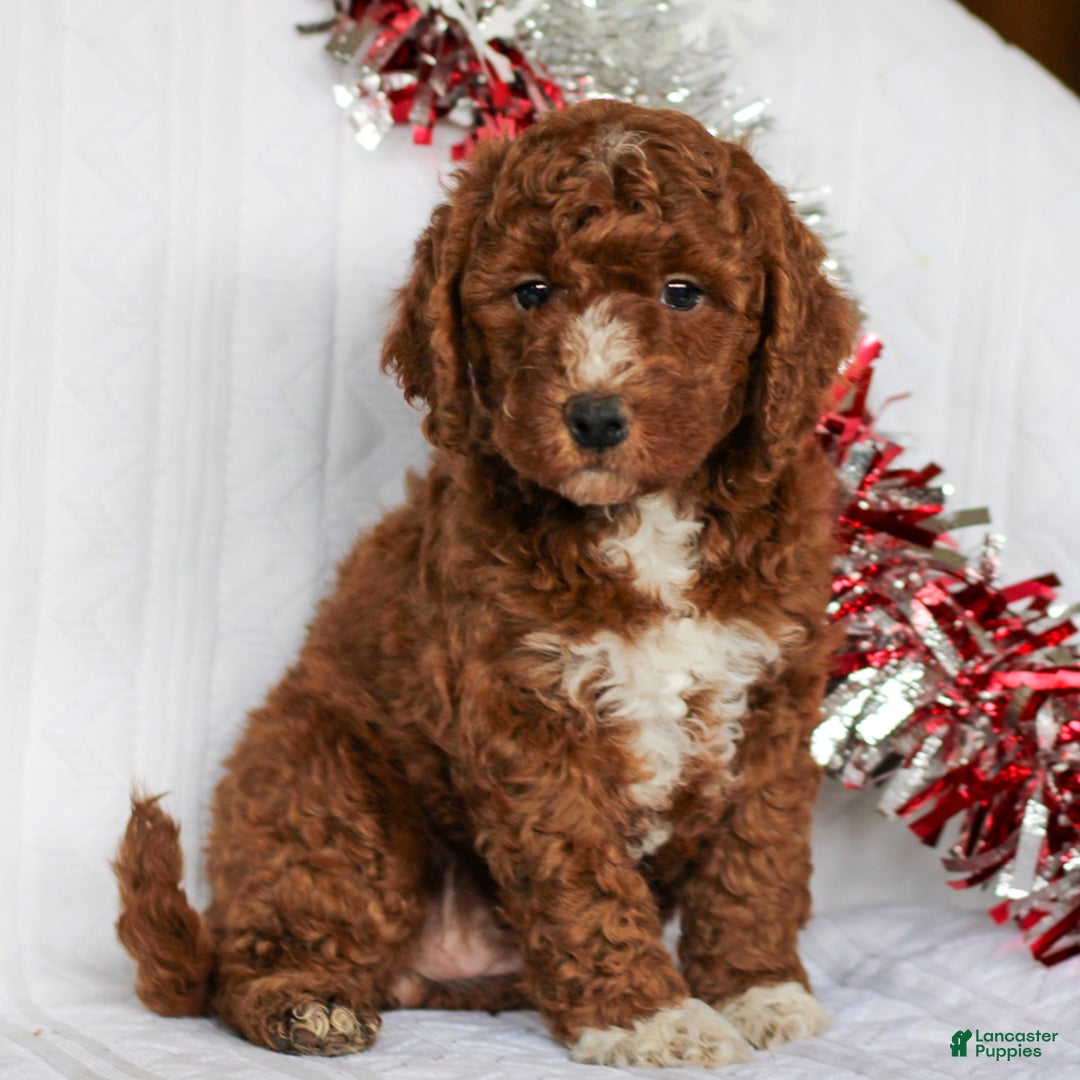 Mini Goldendoodle dogs for sale: Cinnamon  - Ad 4