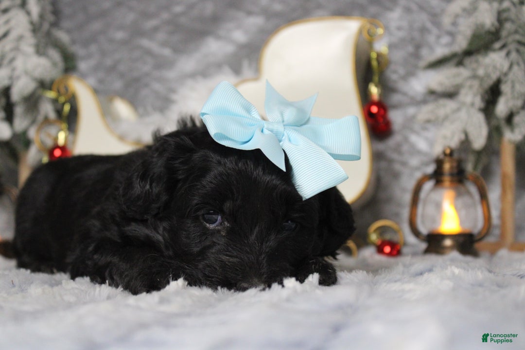 Aussiedoodle dogs for sale: Annika - Ad 6