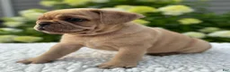 Mixed Breed dogs for sale: Gunner  - Ad 4