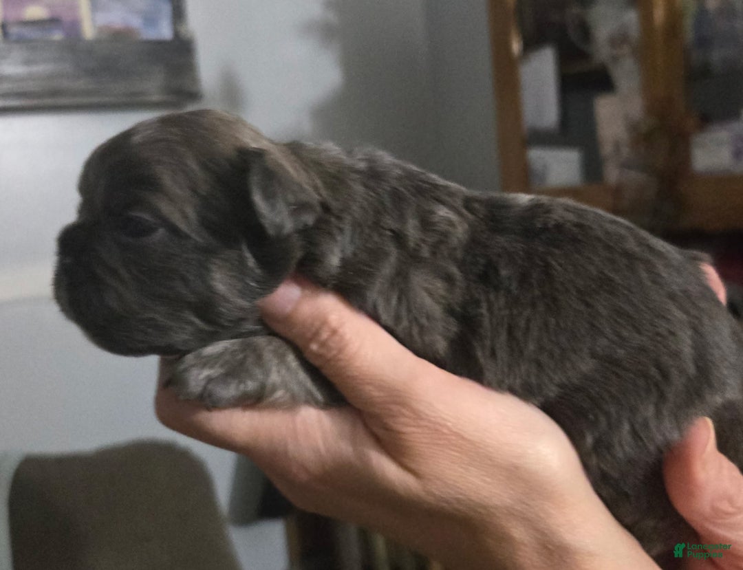 French Bulldog dogs for sale: Hope - Ad 4