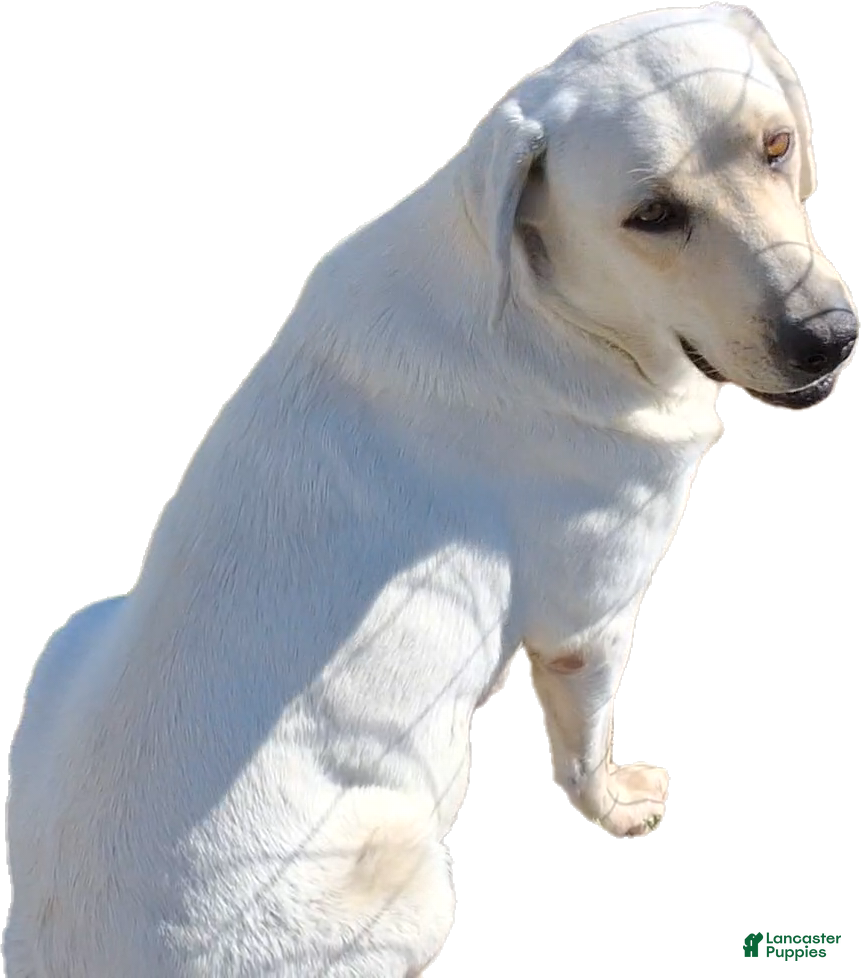 Labrador Retriever dogs Tank  - Ad 2