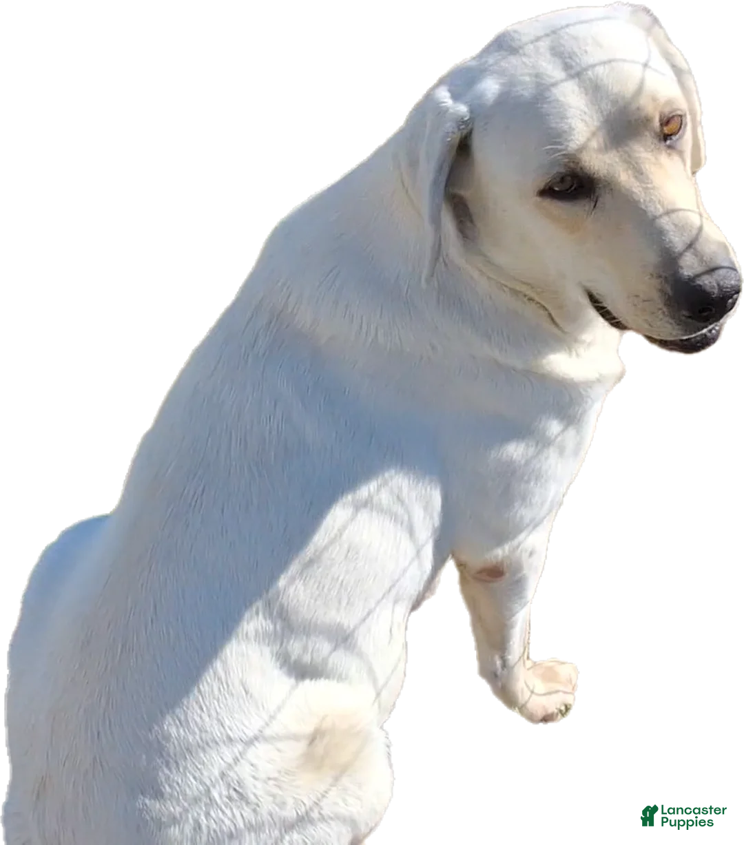 Labrador Retriever dogs for sale: Tank  - Ad 2