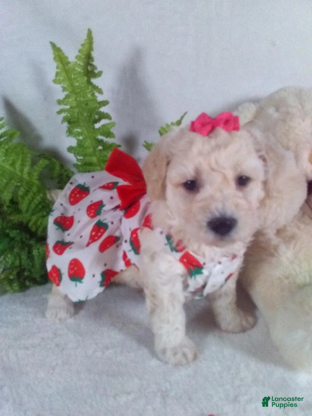 Bichpoo dogs for sale: Allie - Ad 3