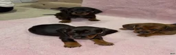 Miniature Dachshund dogs for sale: Miniature Dachshund 1 - Ad 1