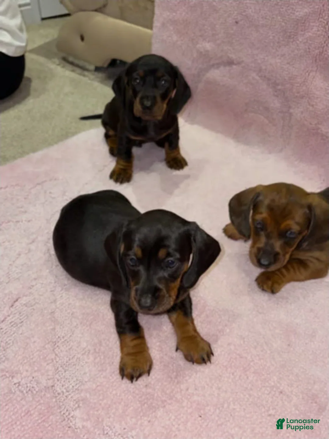 Miniature Dachshund dogs for sale: Miniature Dachshund 1 - Ad 1