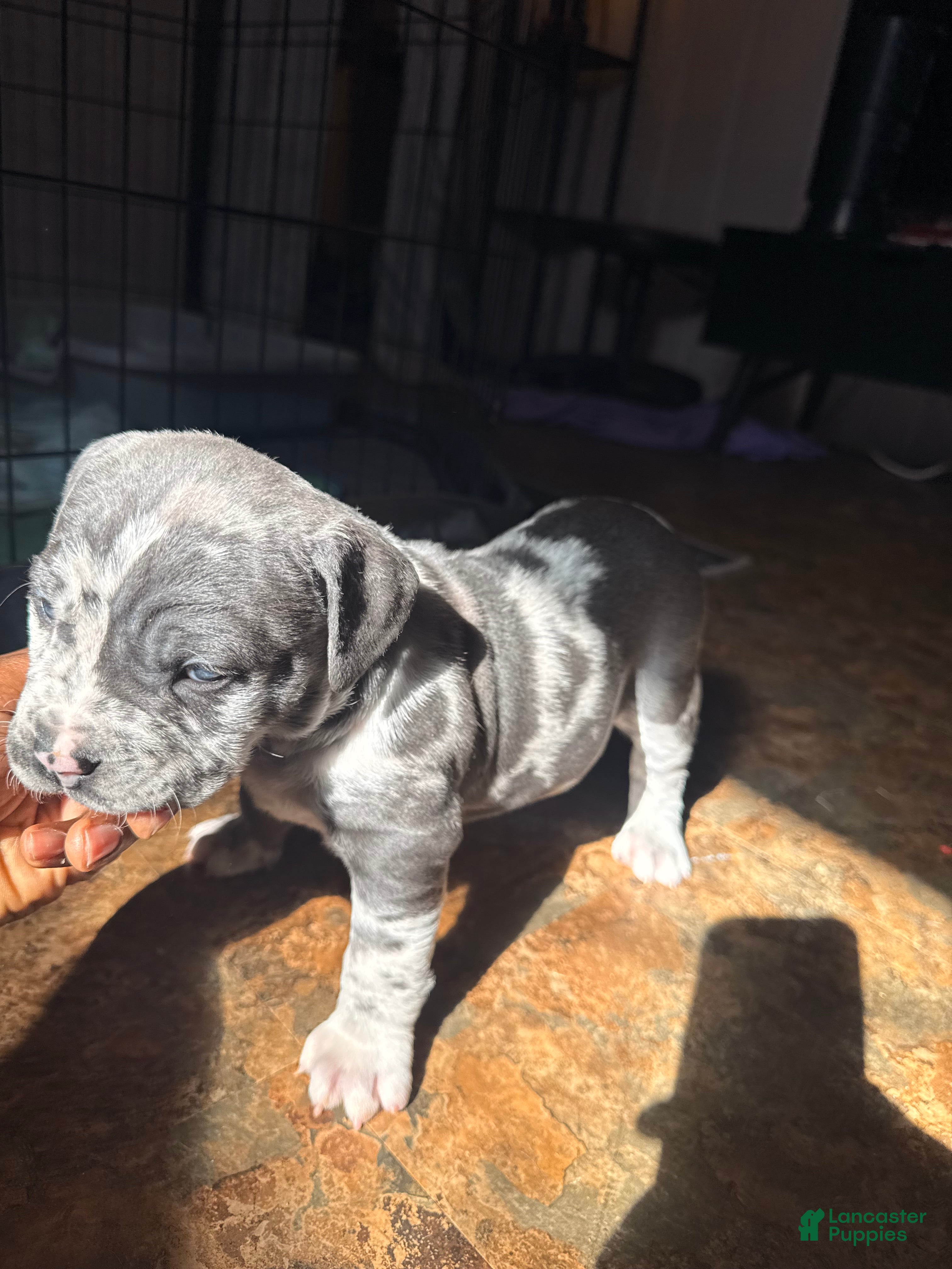 Mixed Breed dogs Miracle - Ad 19