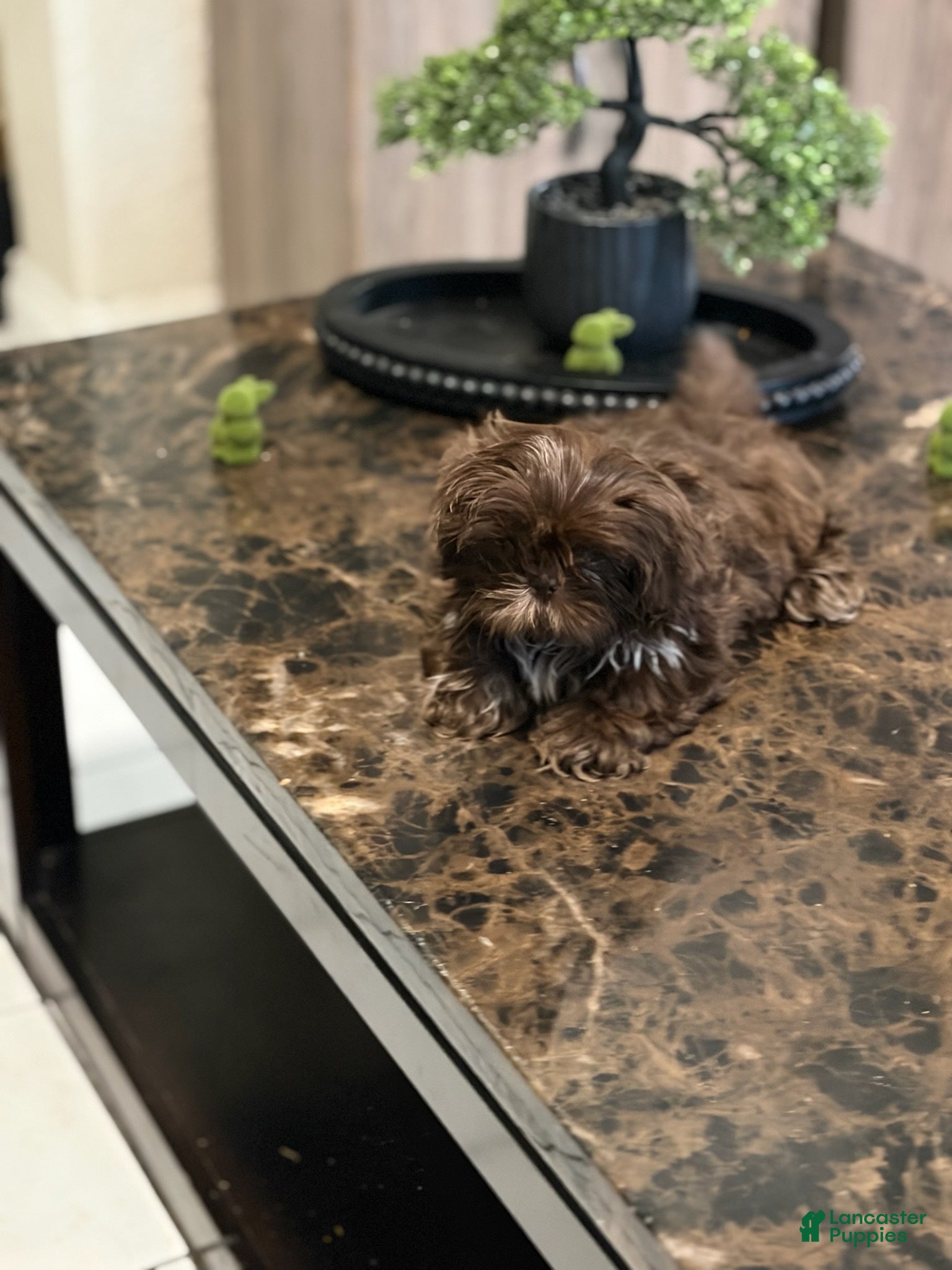 Shih Tzu dogs Girl - Ad 1