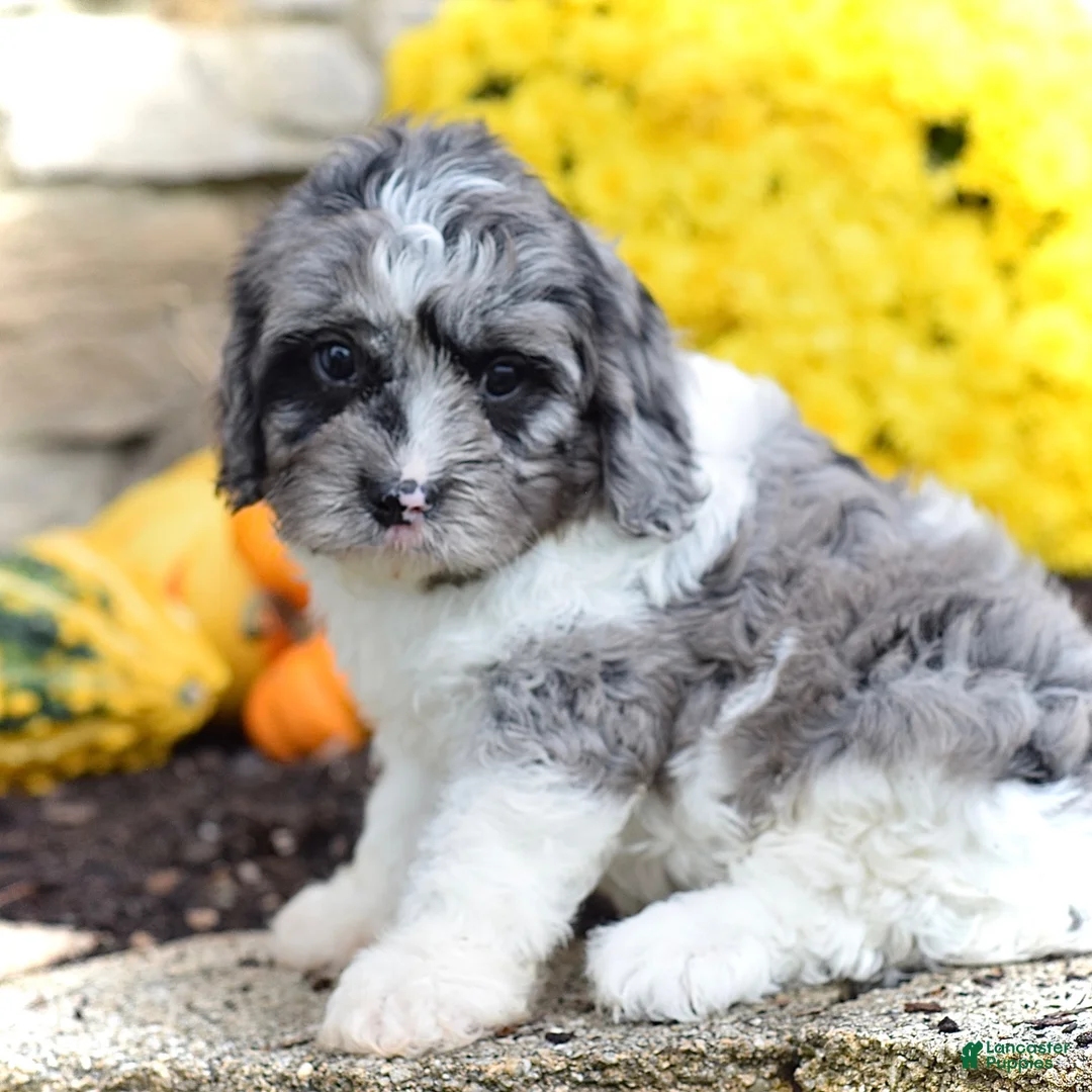 Cavapoo dogs for sale: Hunter - Ad 1