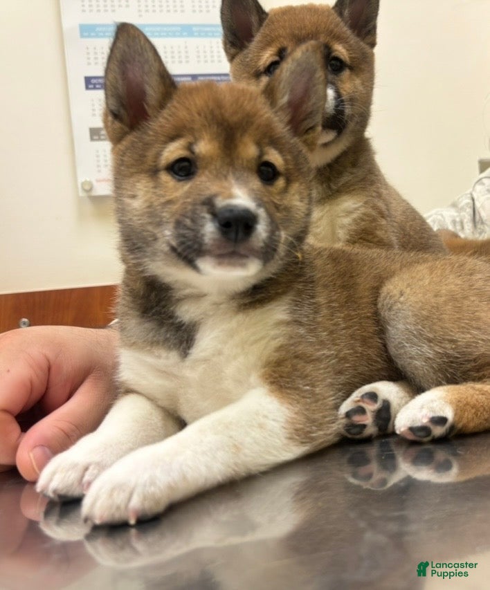 Shiba Inu dogs Shiba Inu Puppy 1 Bella  - Ad 31