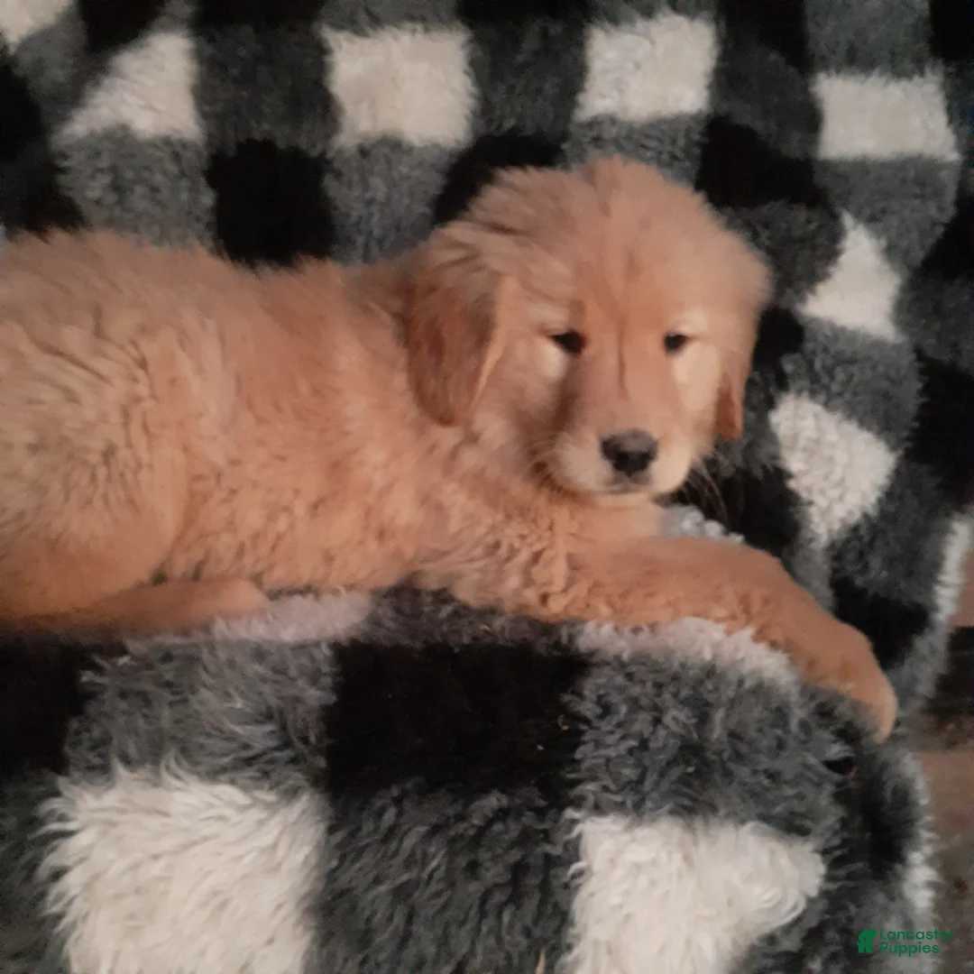 Golden Retriever dogs for sale: Holly - Ad 1