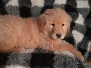 Golden Retriever dogs for sale: Holly - Ad 1