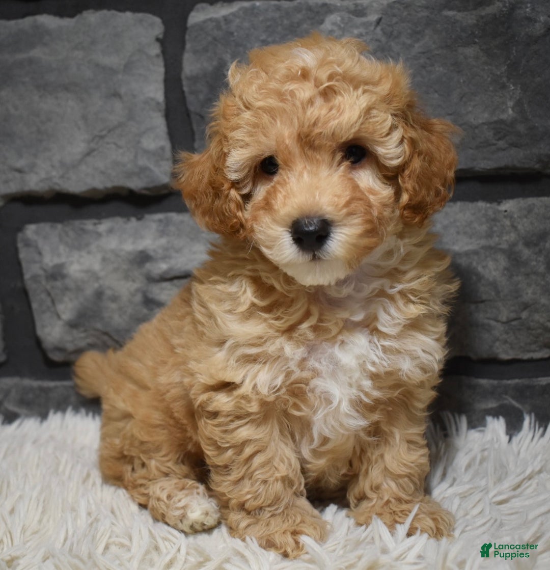 Toy Poodle dogs for sale: Milo - Ad 3