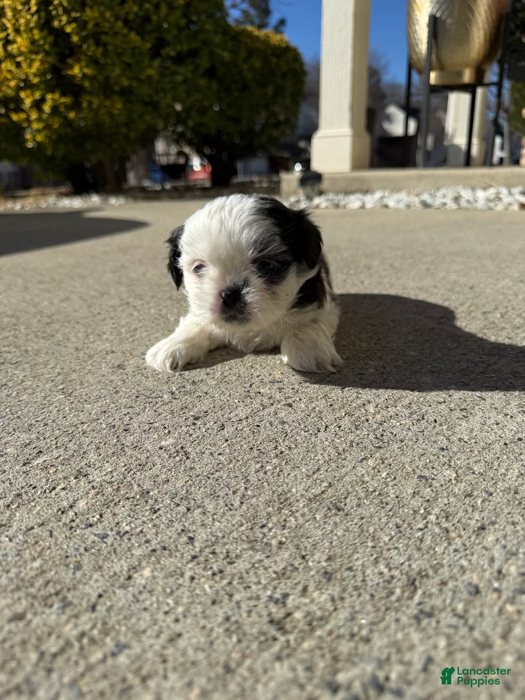 Shih Tzu dogs for sale: Shih Tzu Puppy 1 - Ad 11