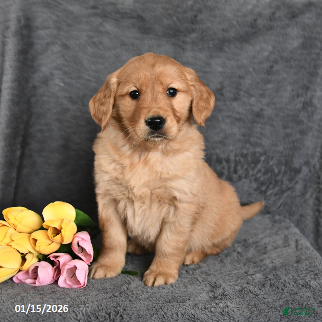 Golden Retriever dogs for sale: Charlie - Ad 2