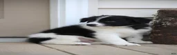 Border Collie dogs for sale: Taco - Ad 3