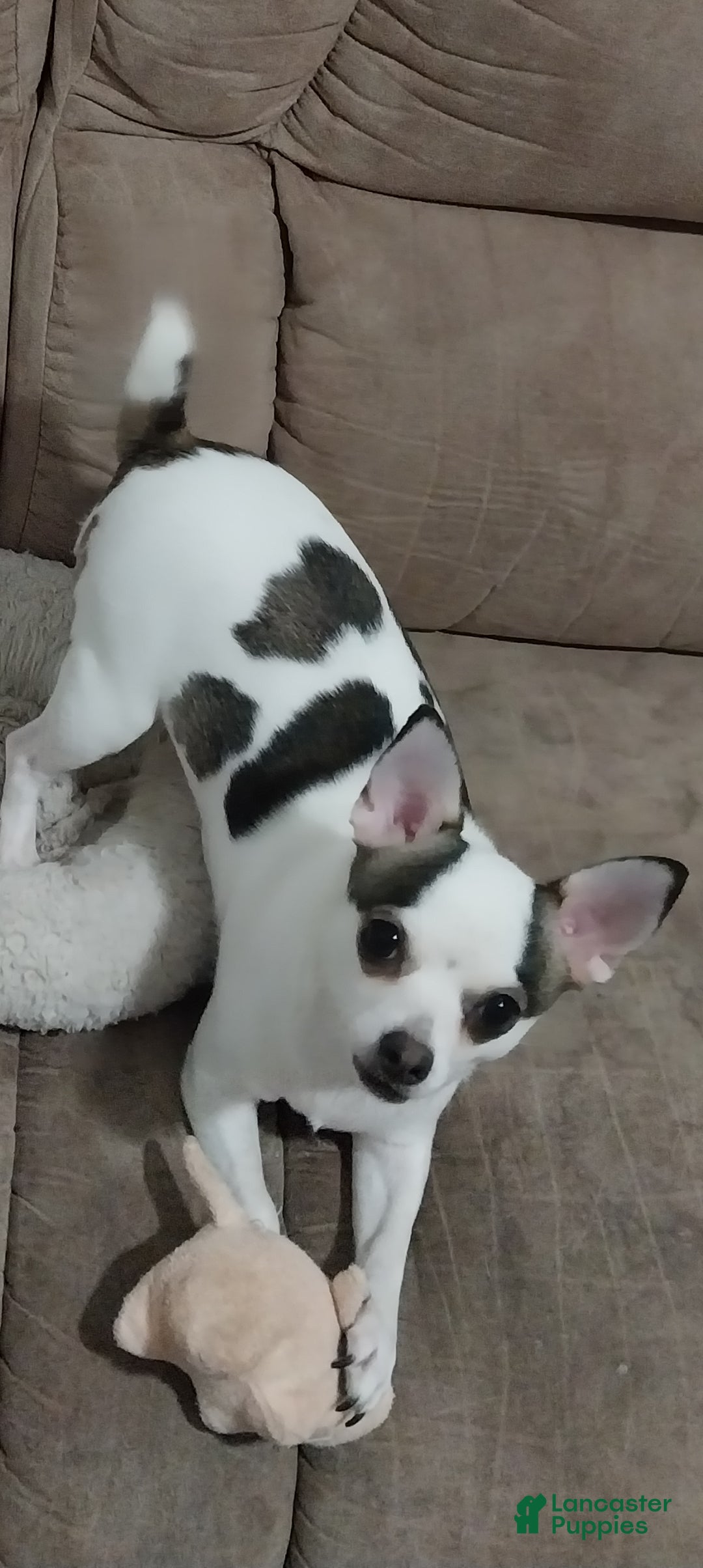 Chihuahua Puppy for sale in Austin Lancaster Puppies