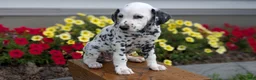 Dalmatian dogs for sale: Oliver - Ad 8