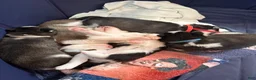 Siberian Husky dogs for sale: Princess Nixie - Ad 13