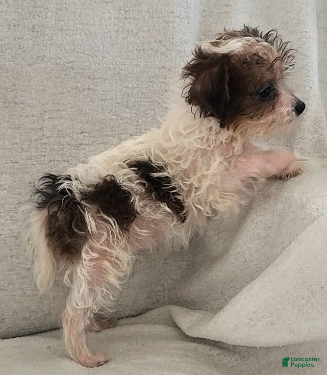 Mixed Breed dogs Tassy - Ad 2