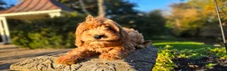 Cavapoo dogs for sale: Bryce - Ad 7