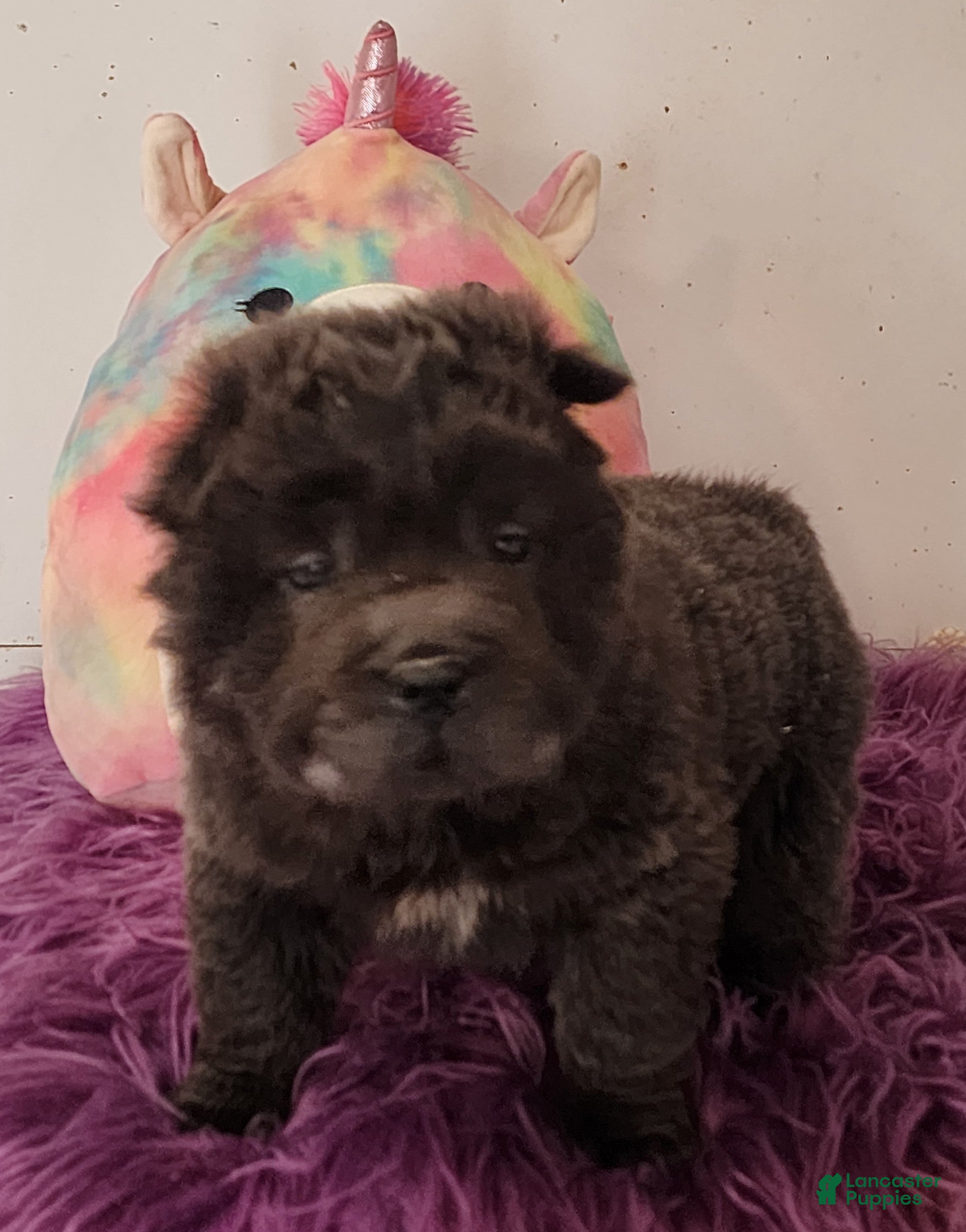 Shar Pei dogs Blue bear mini - Ad 1